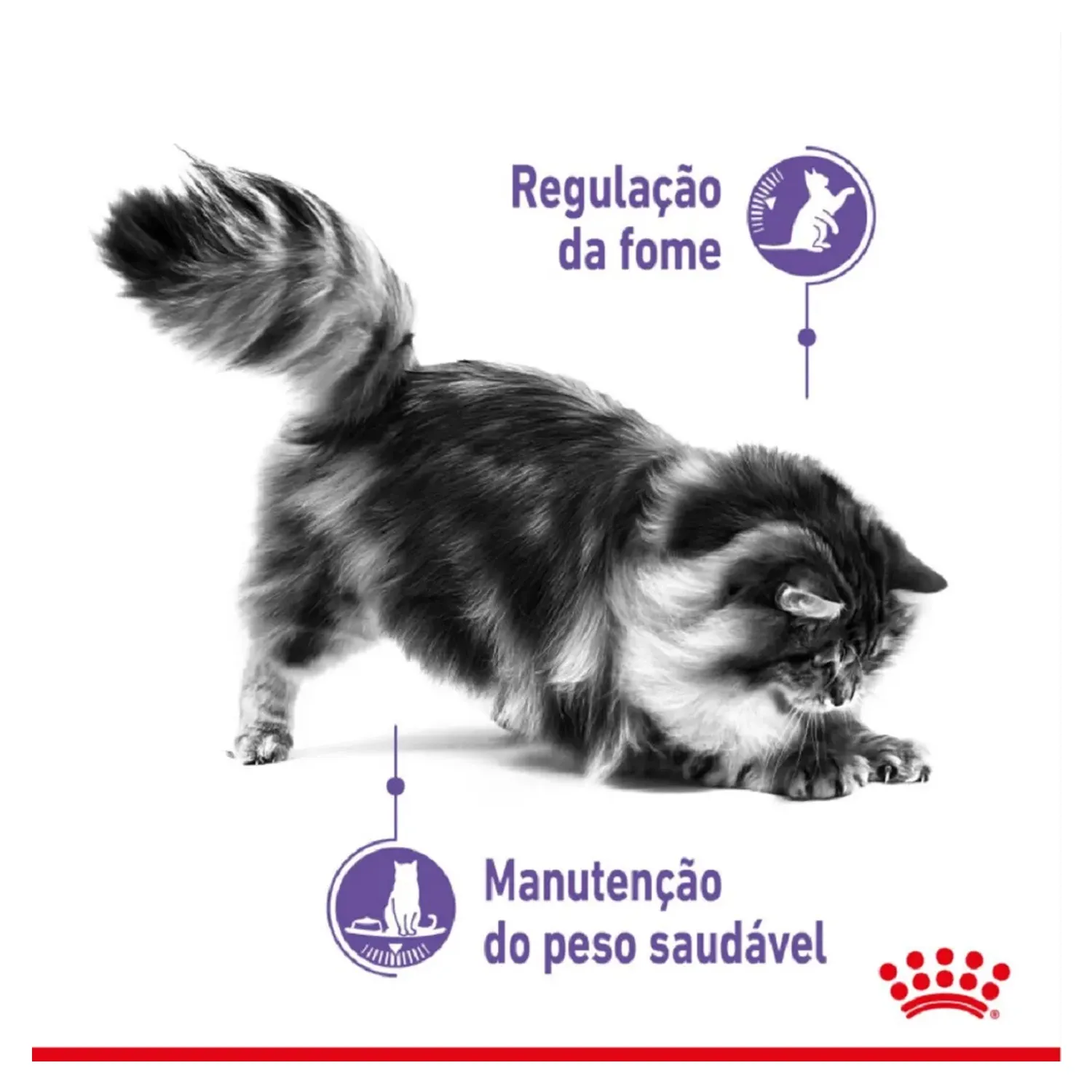 Ração Royal Canin Controle do Apetite para Gatos Adultos